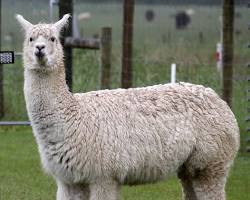 Alpaca