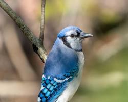 jay biru