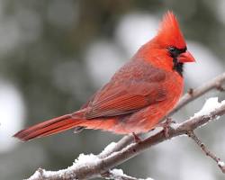Cardinal