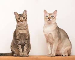 Gato
