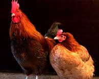 Chicken