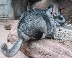 Chinchila