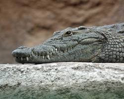 Crocodilo