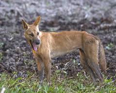 Dingo
