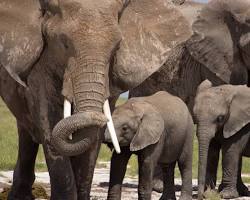 Elephant