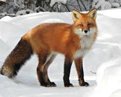 Fox