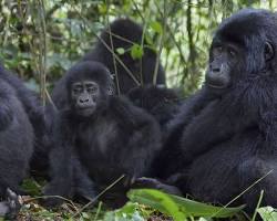 Gorilla