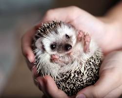 Igel