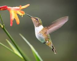 burung kolibri