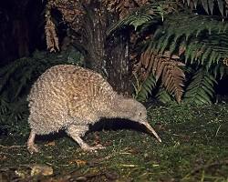 Kiwi
