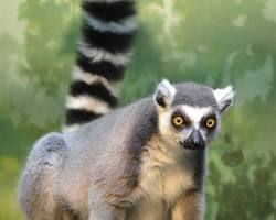 Лемур