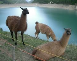 Lama