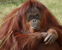 Orang-outan