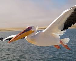 Pelican