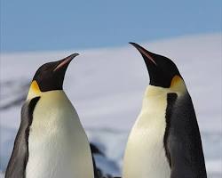 Pinguim
