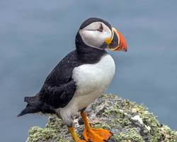 burung puffin
