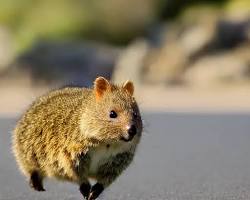 Quokka