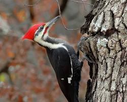 Pájaro carpintero