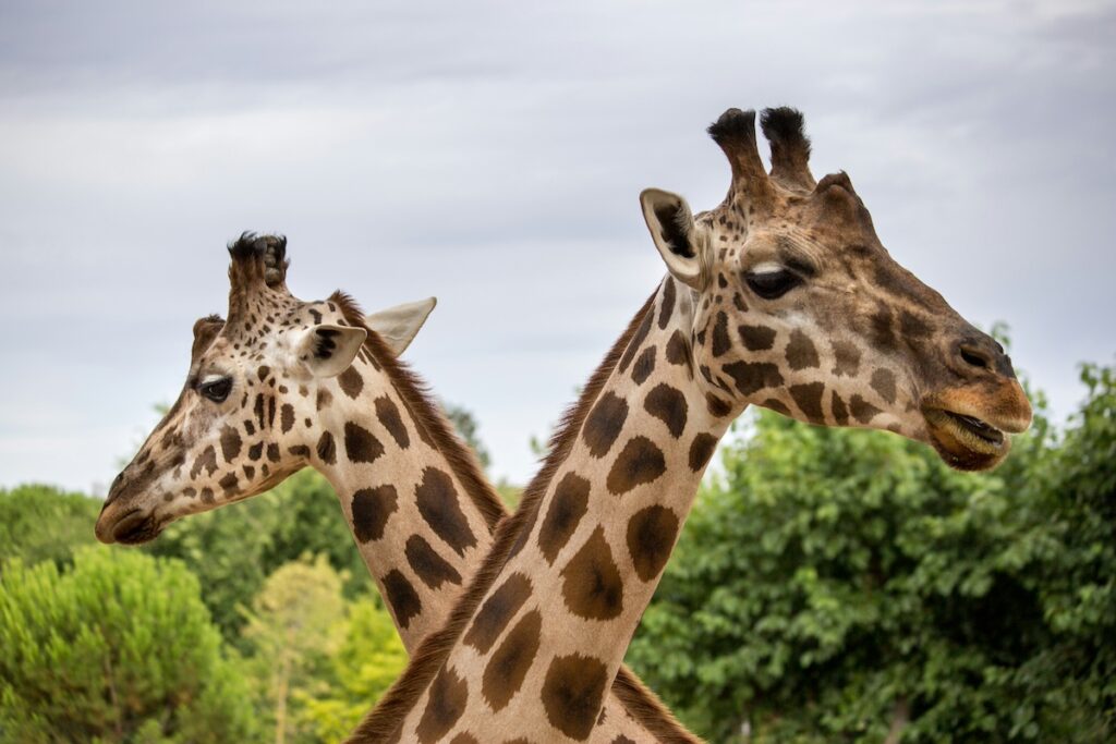 この無料のランダム動物ジェネレーターであなたの創造力を解き放ちましょう 1