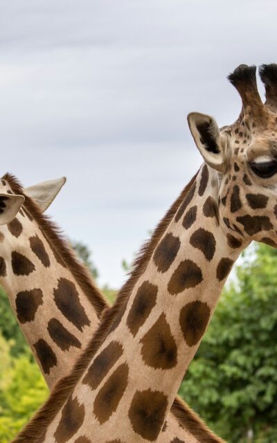 この無料のランダム動物ジェネレーターであなたの創造力を解き放ちましょう