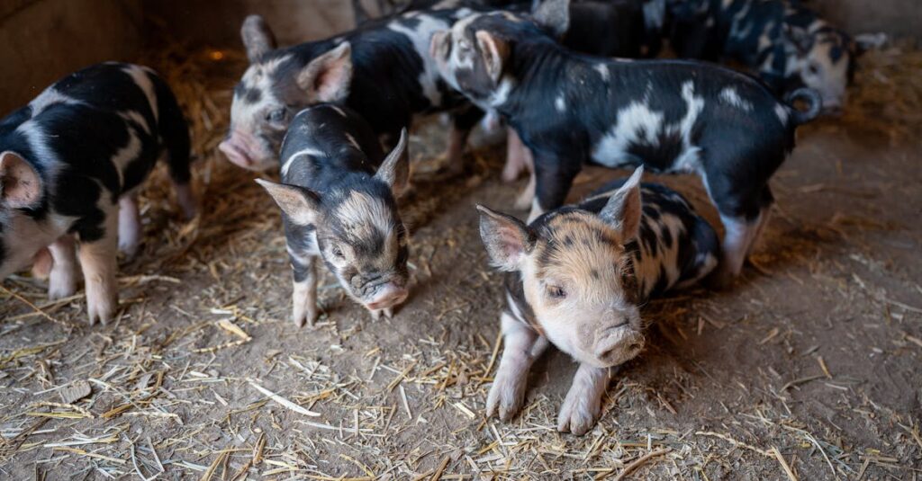 Pig Latin Translator: Ethay Ostmay Unfay Oolkay Eway Avehay 1