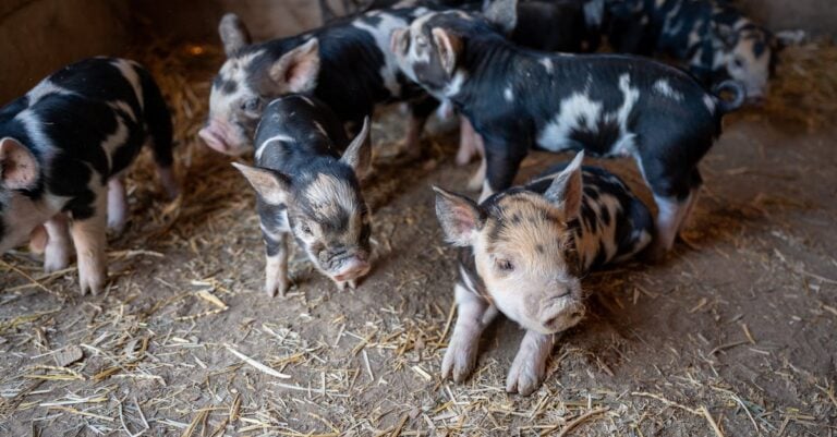 Pig Latin Translator: <span class="heading-styled"> 埃赛 奥斯梅 昂菲 奥尔凯 埃韦 阿韦</span>